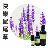 快樂鼠尾草Clary Sage