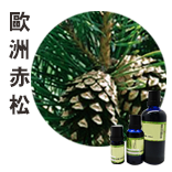 松Pine