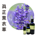 真正薰衣草Lavender