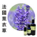 法國薰衣草Lavender