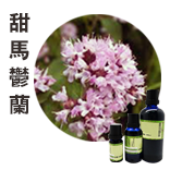 甜馬鬱蘭Marjoram